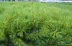 紅松苗的生長(zhǎng)速度與哪些因素密切相關(guān)